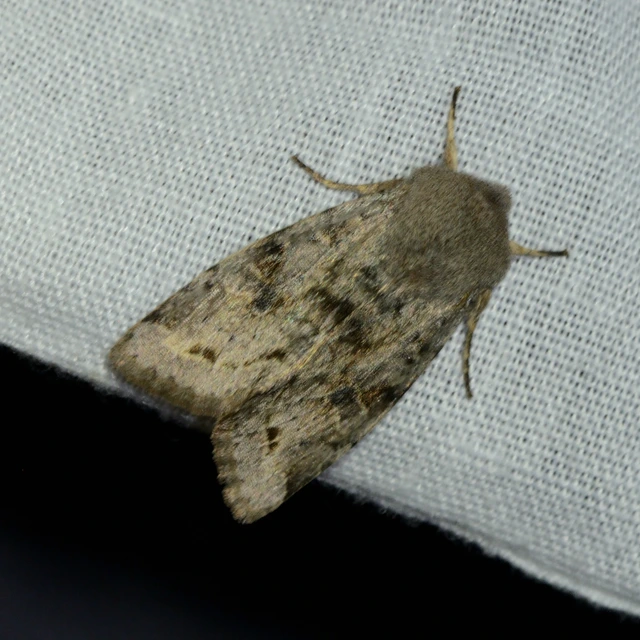Orthosia incerta - változékony barkabagoly