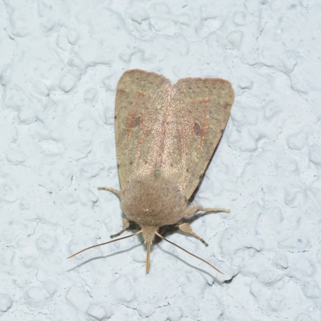 Orthosia cruda - kis barkabagoly