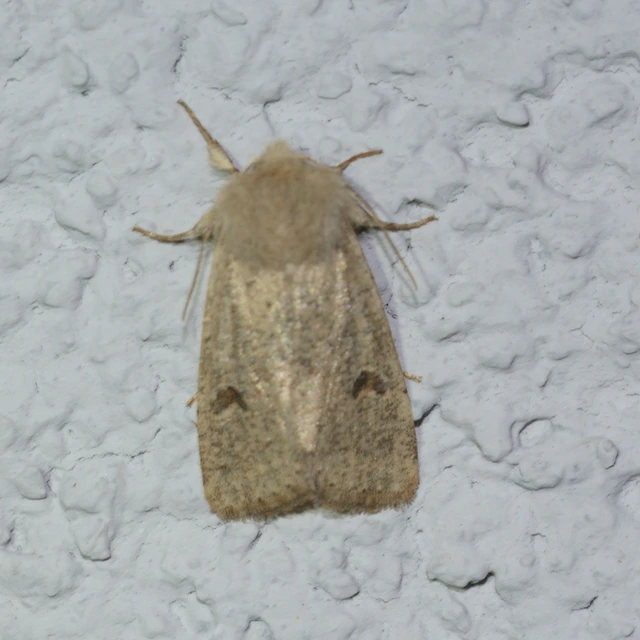 Orthosia cruda - kis barkabagoly