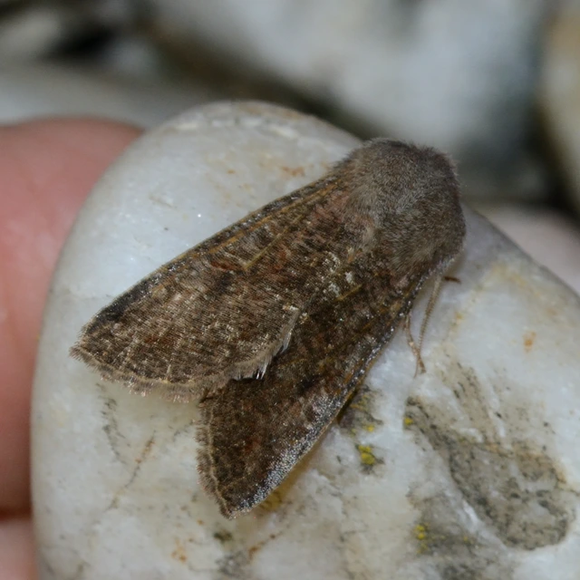 Orthosia incerta - változékony barkabagoly