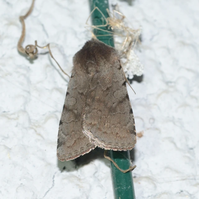 Cerastis rubricosa - vörhenyes tavaszibagoly