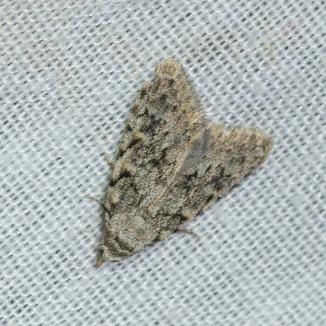 Nola cicatricalis - szürke pamacsosszövő