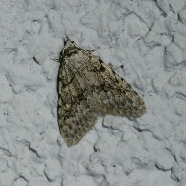 Nola cicatricalis - szürke pamacsosszövő