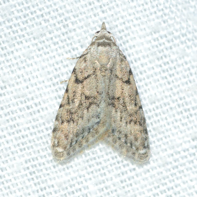 Nola cicatricalis - szürke pamacsosszövő
