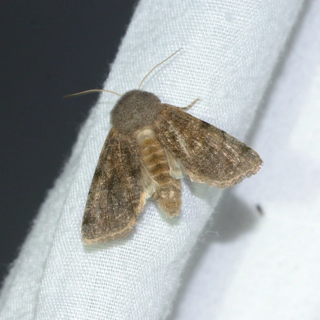 Orthosia incerta - változékony barkabagoly