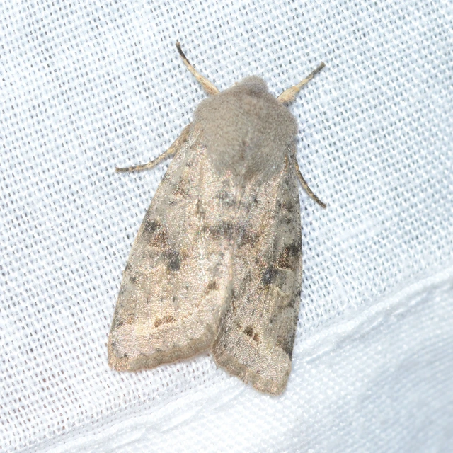 Orthosia incerta - változékony barkabagoly