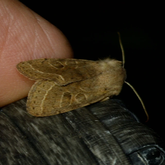 Orthosia cerasi - közepes barkabagoly