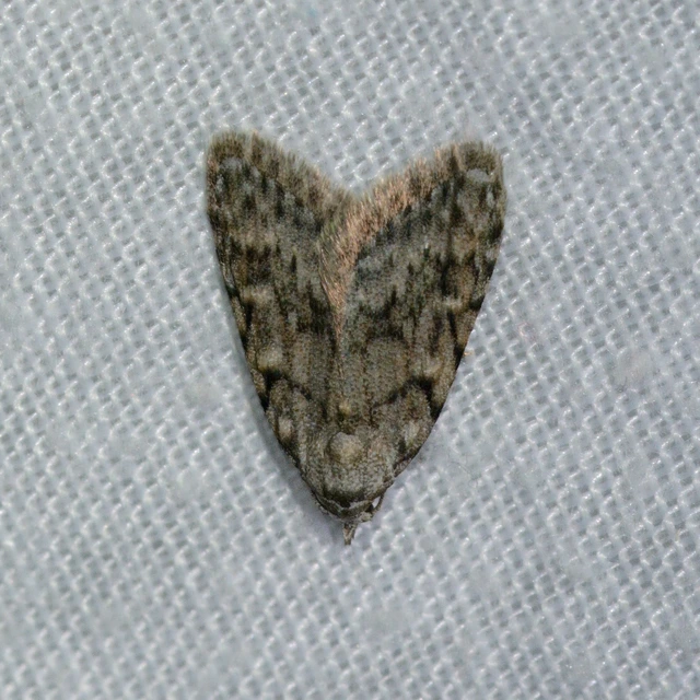 Nola cicatricalis - szürke pamacsosszövő