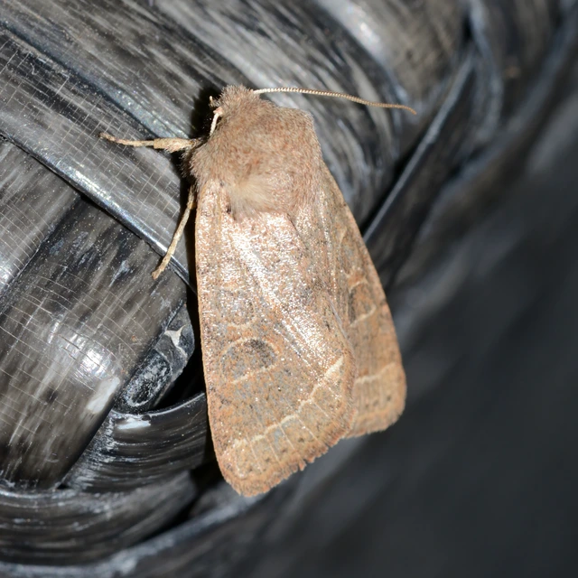 Orthosia cerasi - közepes barkabagoly