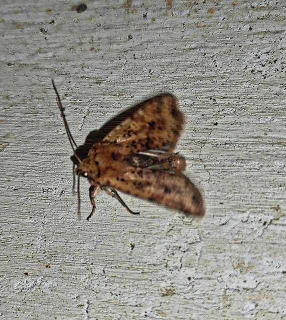 Conistra rubiginea - vörös őszibagoly