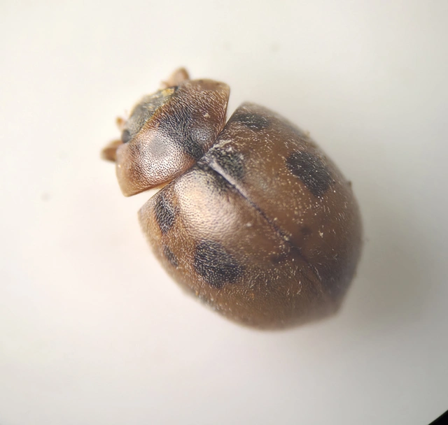 Cynegetis impunctata - pázsitfűböde