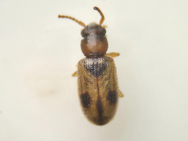 Psammoecus bipunctatus - kétpettyes fogasnyakú-lapbogár