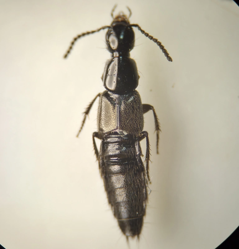 Philonthus concinnus - közönséges ganajholyva