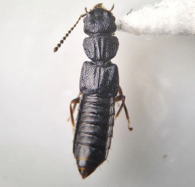 Anotylus rugosus - rovátkáshátú korhóholyva Anotylus rugosus - rovátkáshátú korhóholyva