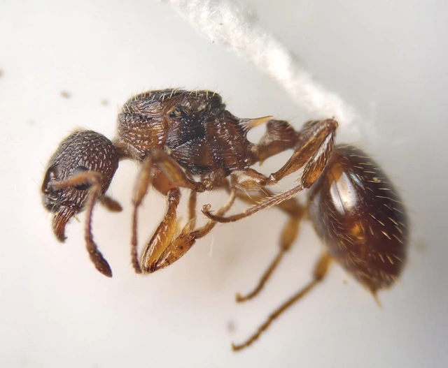 Myrmica scabrinodis - réti bütyköshangya