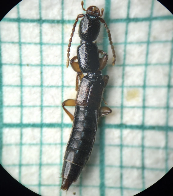 Lathrobium fulvipenne - közönséges mocsárholyva