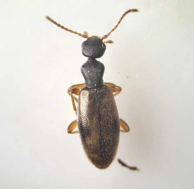 Cordicomus gracilis