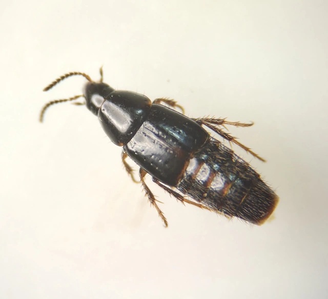 Mycetoporus piceolus - szurkos gombászholyva Mycetoporus piceolus - szurkos gombászholyva