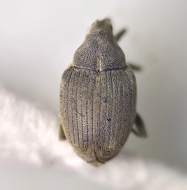Ceutorhynchus napi - széles repce-ceutormányos