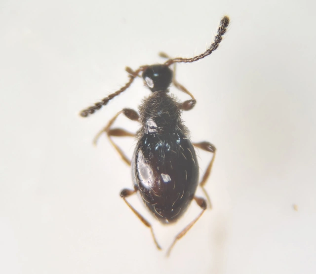 Scydmaenidae - gödörkésbogár-félék