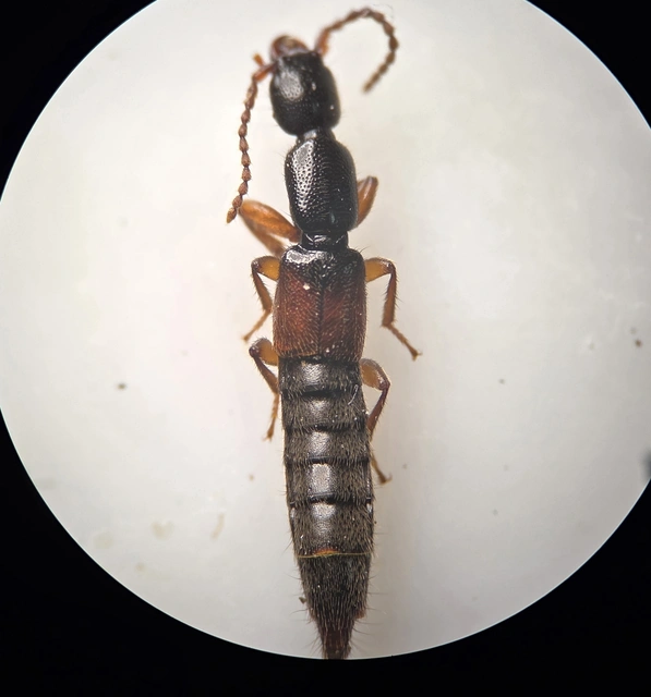 Lathrobium fulvipenne - közönséges mocsárholyva