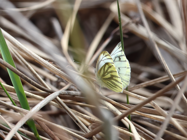 Pieris napi - repcelepke