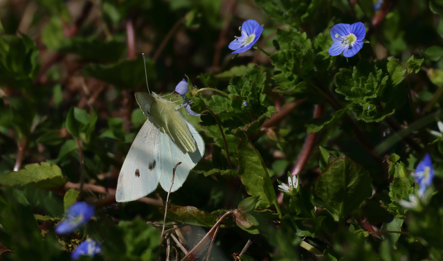 Pieris rapae - répalepke