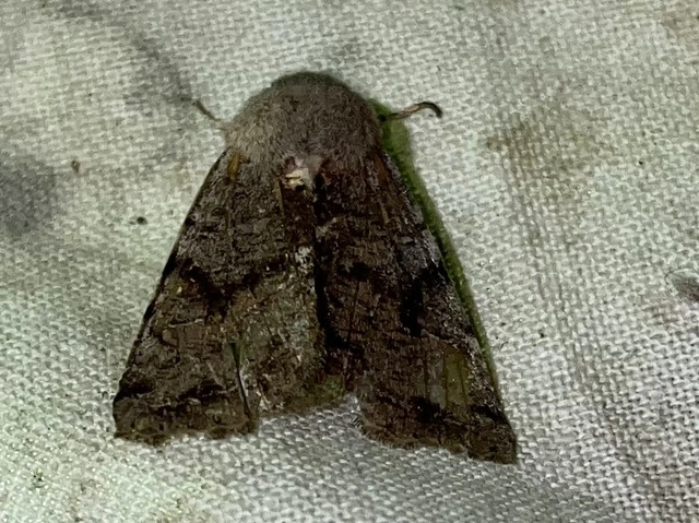 Orthosia incerta - változékony barkabagoly