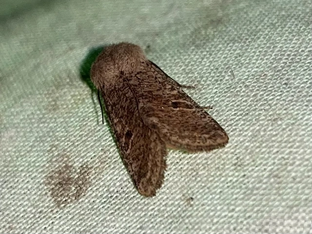 Orthosia cruda - kis barkabagoly