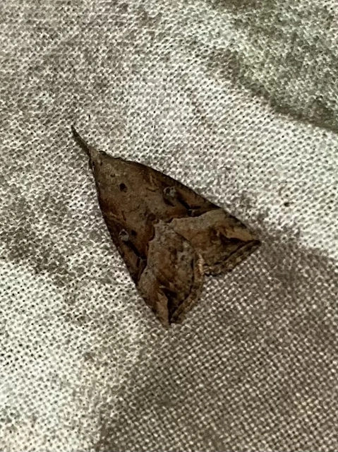 Hypena rostralis - közönséges karcsúbagoly