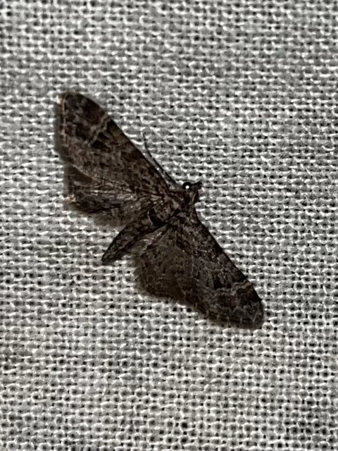 Gymnoscelis rufifasciata - vöröscsíkos törpearaszoló