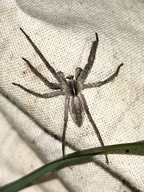 Pisaura mirabilis - csodáspók