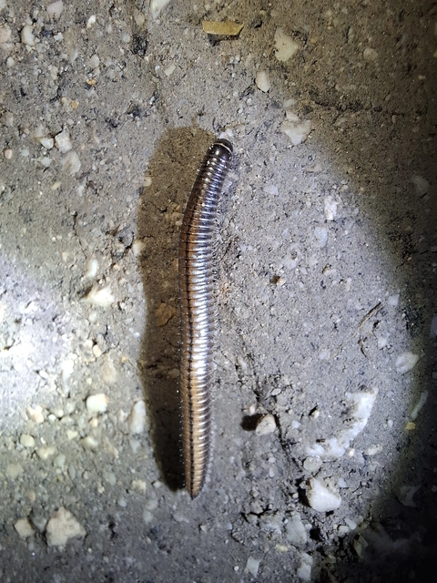 Diplopoda - Ikerszelvényesek