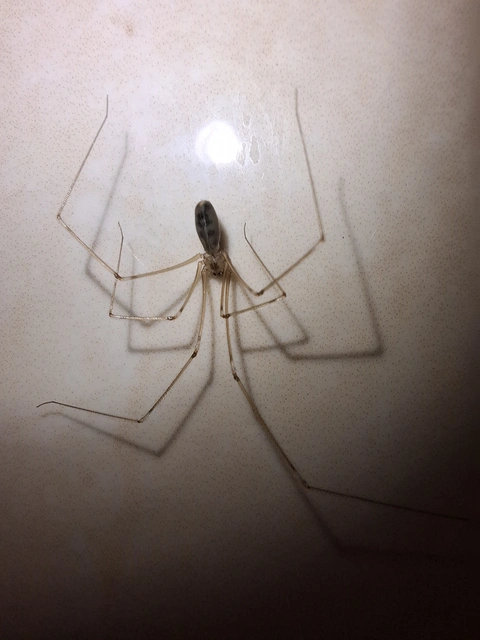 Pholcus phalangioides - nagy álkaszáspók