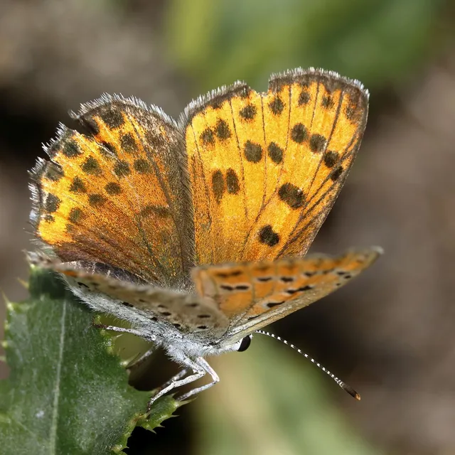 Lycaena thersamon - kis tűzlepke