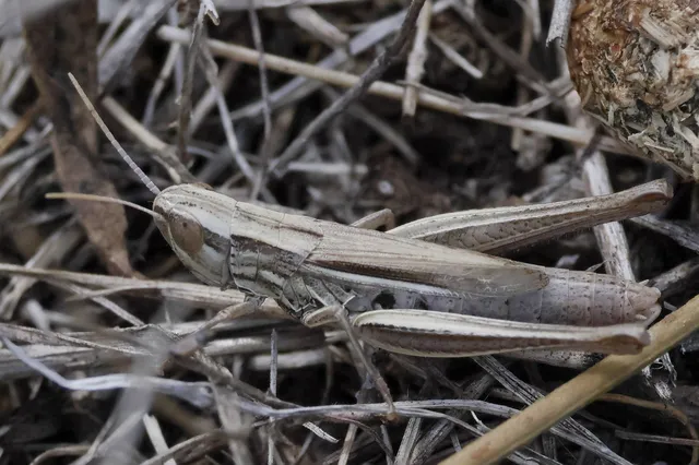 Euchorthippus declivus - rövidszárnyú rétisáska