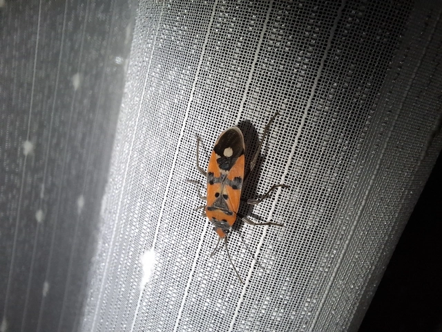Lygaeus equestris/simulans