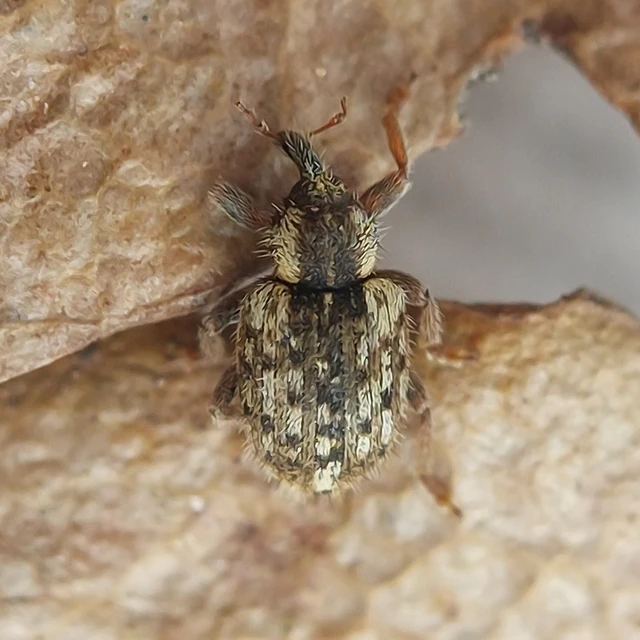 Limobius borealis - szőrös gólyaorrormányos