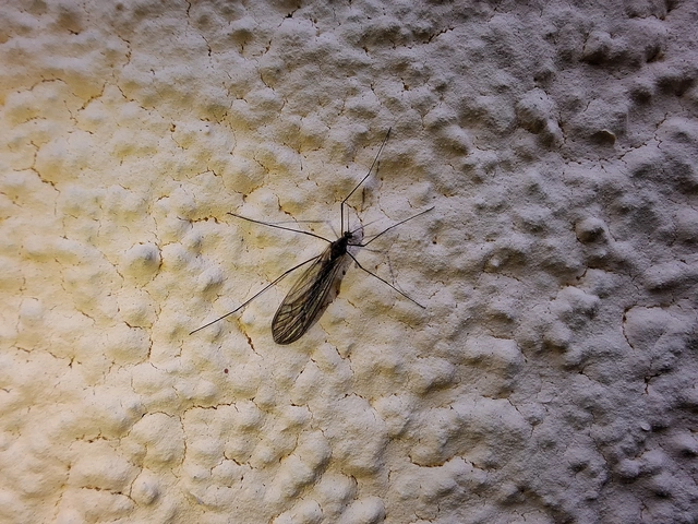 Diptera - Kétszárnyúak
