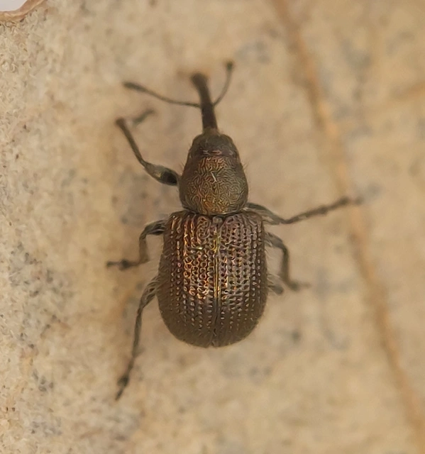 Neocoenorrhinus minutus - bronzos eszelény