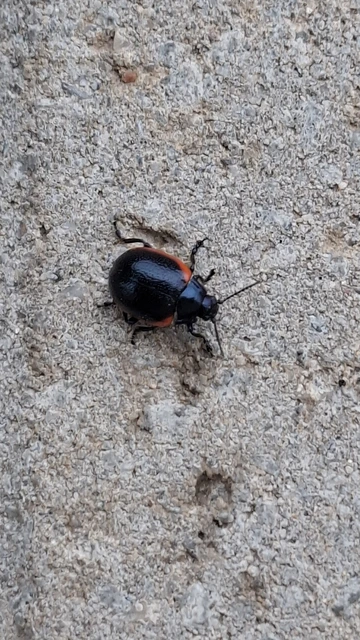 Chrysolina rossia - trapézhátú szegélyeslevelész