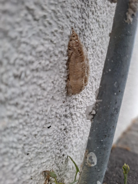 Mantis religiosa - imádkozósáska