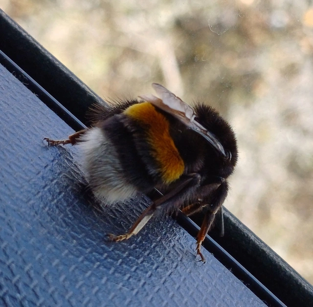 Bombus - poszméhek
