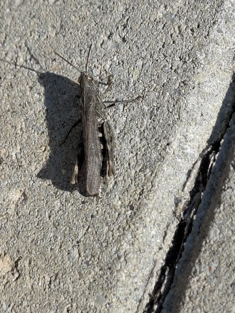 Chorthippus