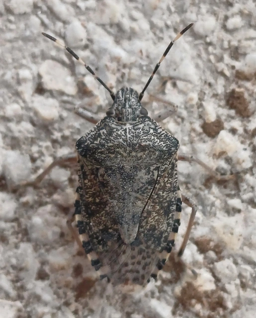 Rhaphigaster nebulosa - bencepoloska