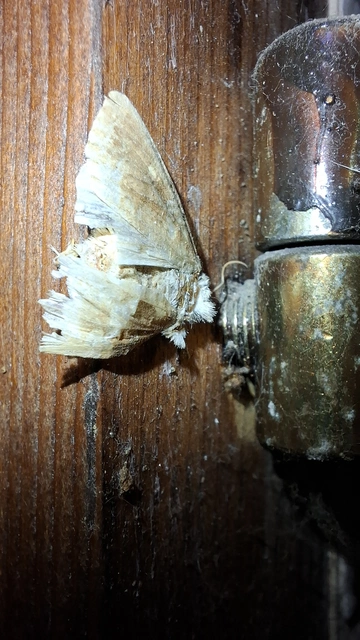 Lacanobia oleracea - saláta-kertibagoly