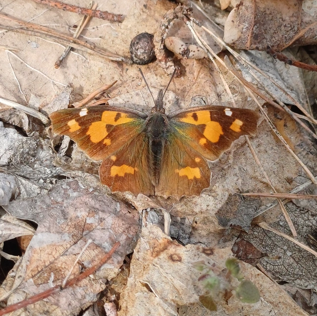Libythea celtis - csőröslepke