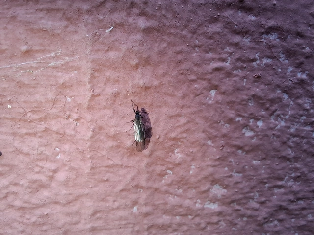 Diptera - Kétszárnyúak