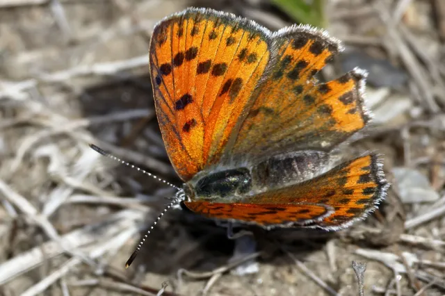 Lycaena thersamon - kis tűzlepke