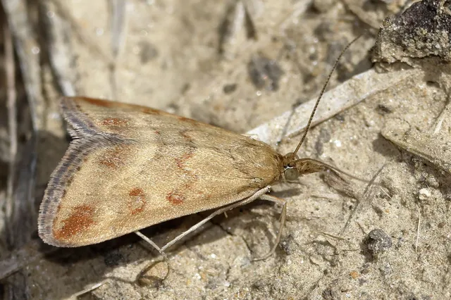 Pyrausta despicata - réti bíbormoly